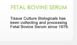 Fetal Bovine Serum